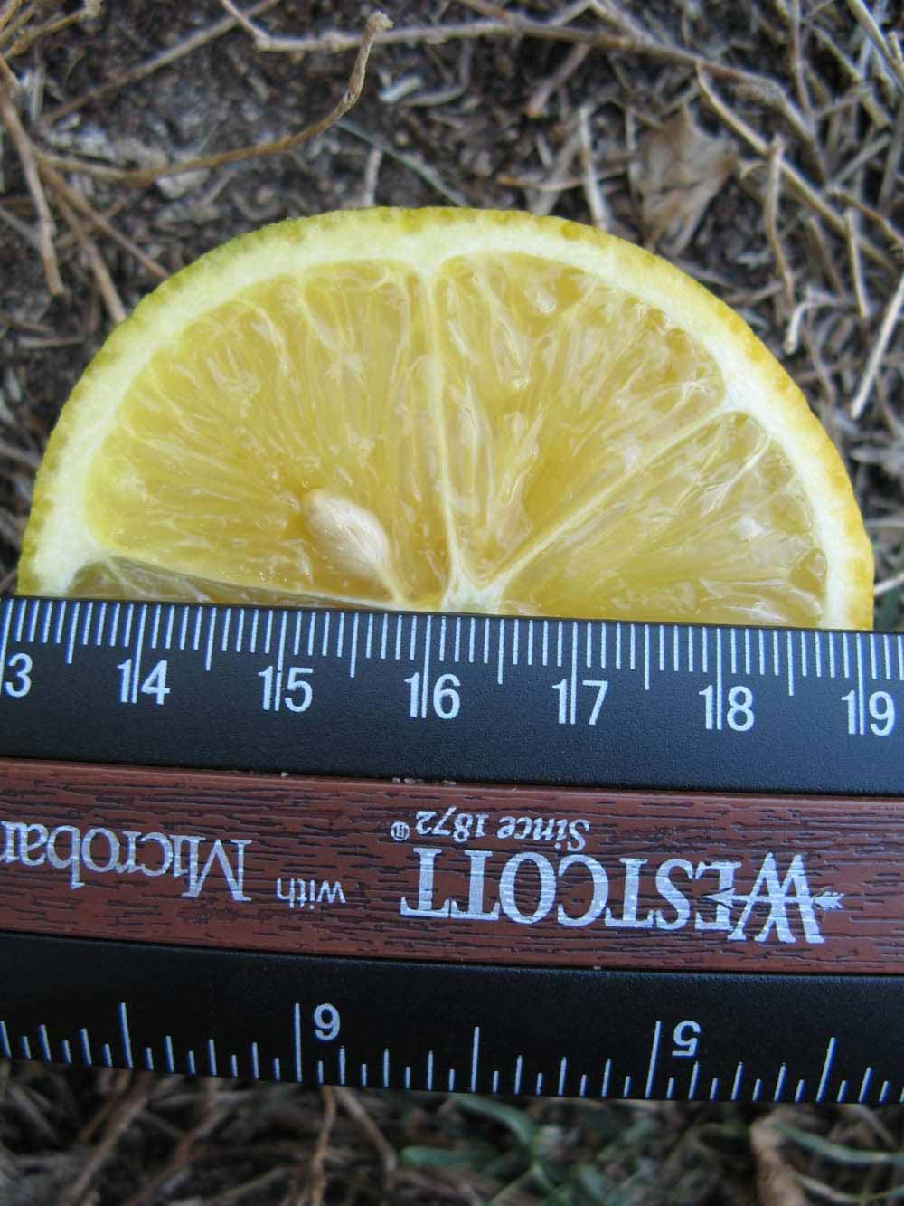            Fruit cross-section (Winter Haven, FL)   